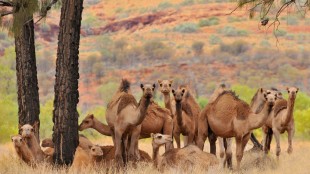 Outback Wagyu: Camel Hunting in Australia