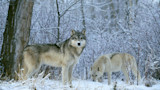 Hunters and Trappers Hit Wisconsin Wolf Quota in Two Days