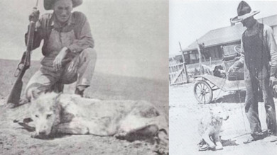 Two vintage black-and-white photos: hunter with rifle kneels beside dead wolf; man holding leashed wolf by early car