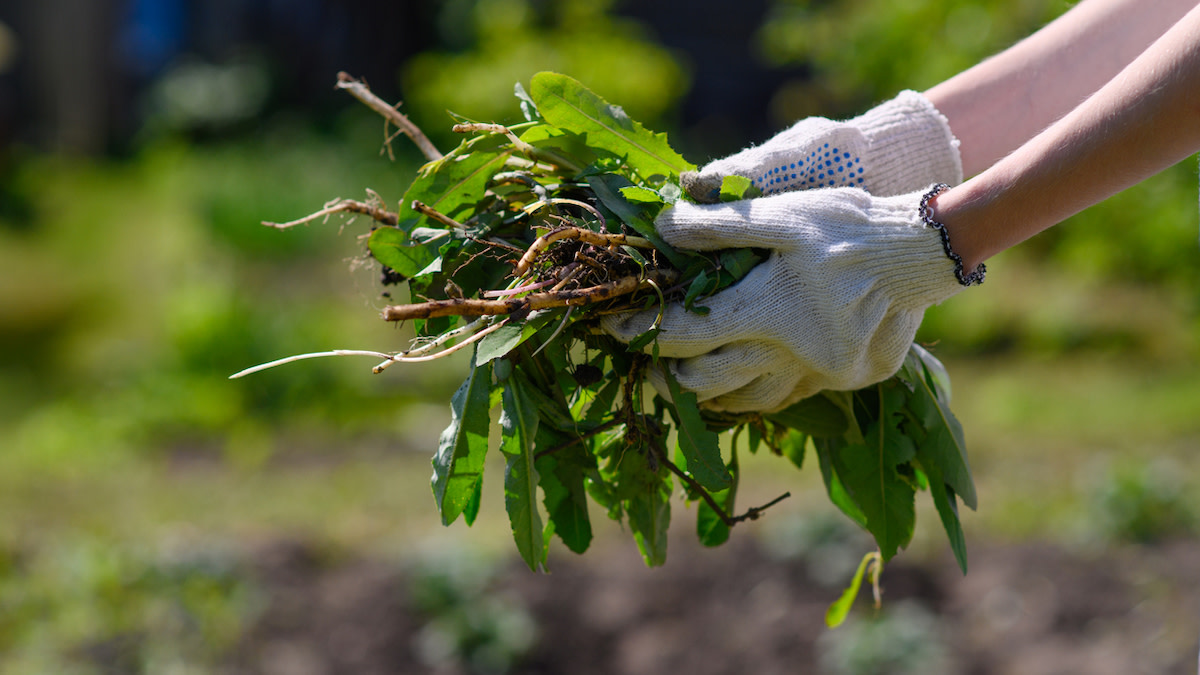 3 Steps to Winterize Your Garden
