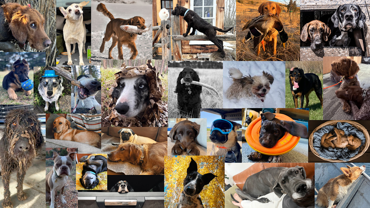 MeatEater Dog Photo Contest