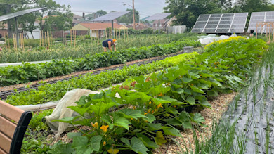Community garden with vegetable rows, solar panels, and a person in orange cap tending plants