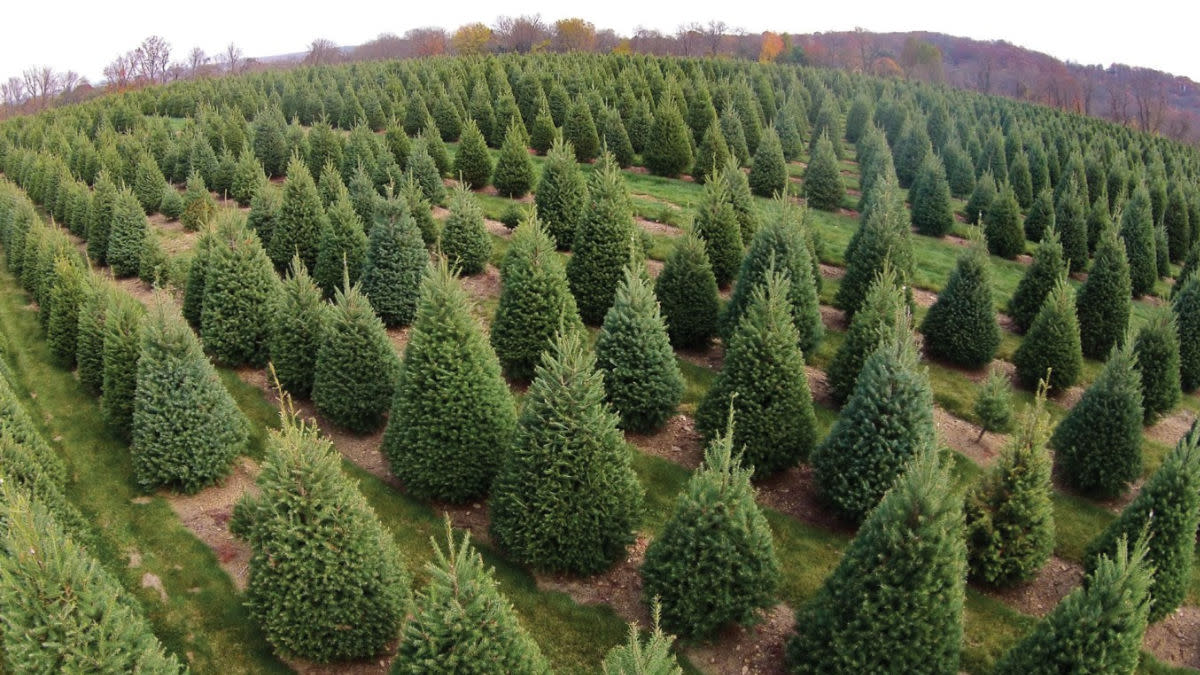 Can a Christmas Tree Give You Lyme Disease?