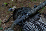 Camouflaged shotgun on a harvested wild turkey on pine-needle forest floor