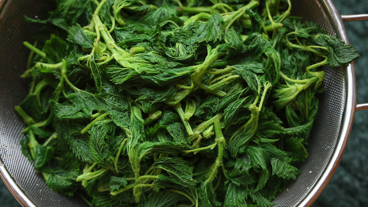 how to process stinging nettles