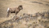 Fatal Disease in Washington’s Bighorn Stronghold: Why Does This Keep Happening?