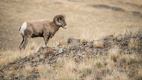 Fatal Disease in Washington’s Bighorn Stronghold: Why Does This Keep Happening?