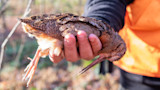 Woodcock held lifeless in a hunter's hand with orange hunting vest visible