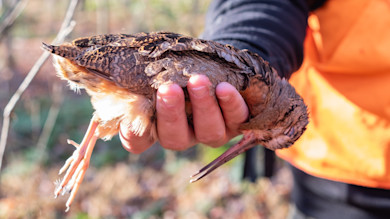 Woodcock held lifeless in a hunter's hand with orange hunting vest visible