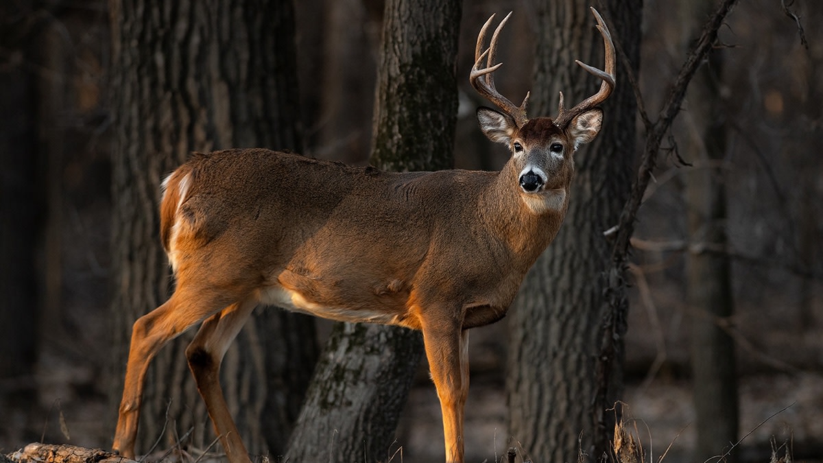 Who Really Hunts The Hardest-To-Kill Whitetails?