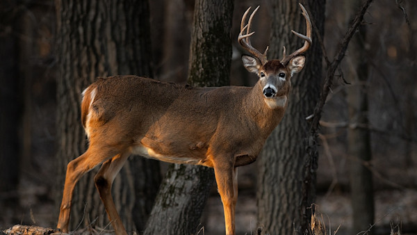 Who Really Hunts The Hardest-To-Kill Whitetails?