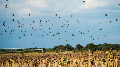 Flock of doves flying over a harvested sunflower field with center‑pivot irrigation