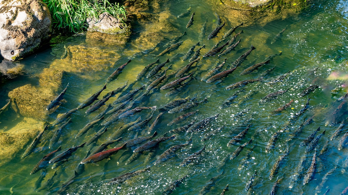 Salmon Are Recolonizing Klamath River After Dam Removals