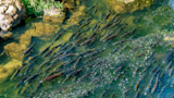 Salmon Are Recolonizing Klamath River After Dam Removals