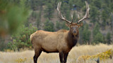 Teton Elk Winter Range May Sell to Developers