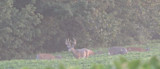 Buck with large antlers and three does feeding in a field near a treeline