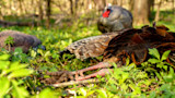 How To Set Up For Turkeys In The Woods