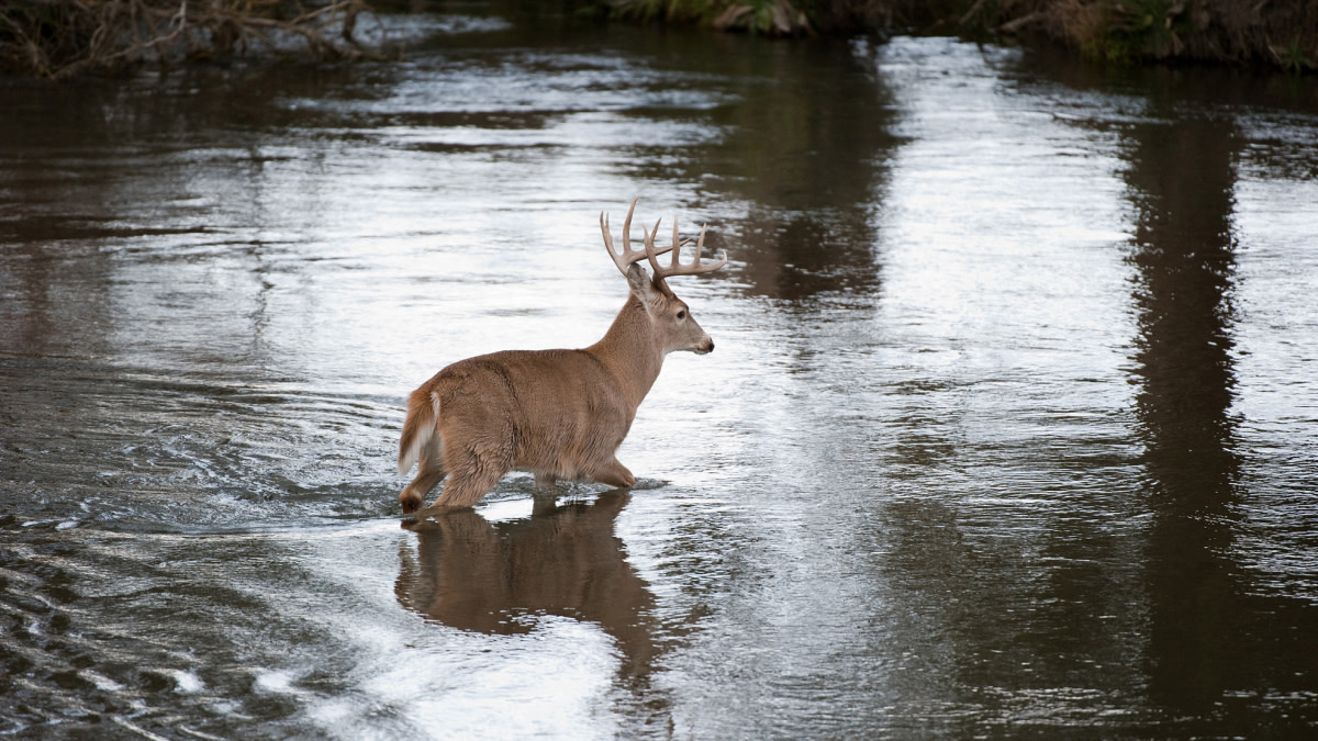 The Cheat Code for Deer Hunting Swamps
