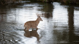 The Cheat Code for Deer Hunting Swamps