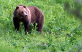 MeatEater’s Position on Wyoming’s Proposed Grizzly Bear Hunt
