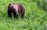 Brown bear standing in grassy meadow, looking left