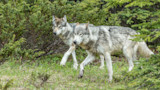 Two gray wolves walking through green forest underbrush