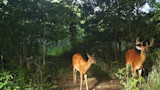 Two deer on a shaded forest trail; buck with velvet antlers at right, doe at center.