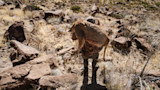 11312023_CITF_TX_AOUDAD-1-56-2.jpg