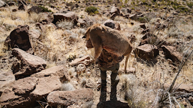 11312023_CITF_TX_AOUDAD-1-56-2.jpg