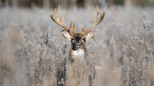 Why the Ghosts of Predators Past Make the Modern Whitetail So Difficult to Hunt