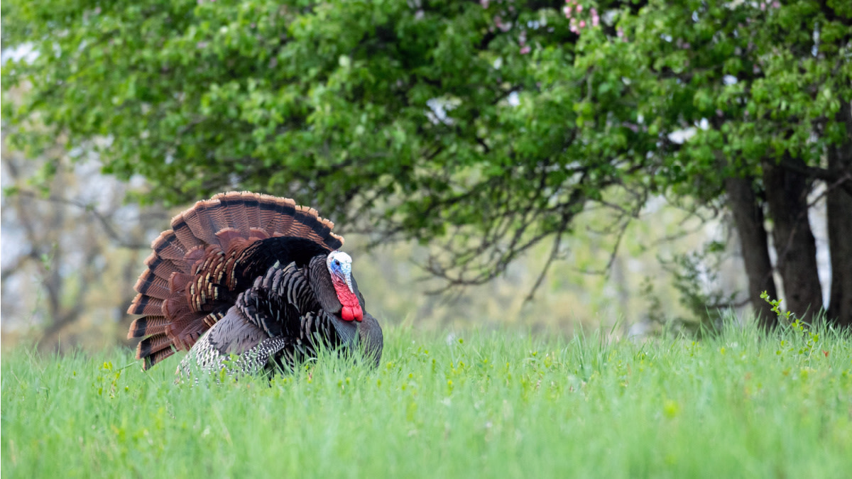3 Late Season Turkey Hunting Tips