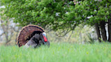 Male turkey with fanned tail strutting in green grass near trees