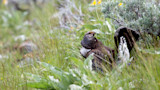 Grouse crouched in grassy meadow with tail fanned showing white-striped feathers