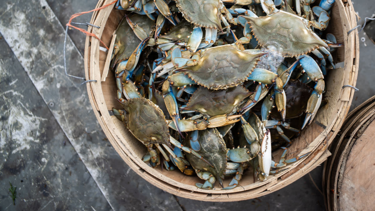 Round wooden basket of live blue crabs on a weathered dock