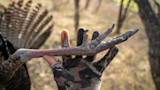 4 Wild Turkey Myths Busted