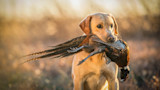 Tips for Your Puppy’s First Hunting Season