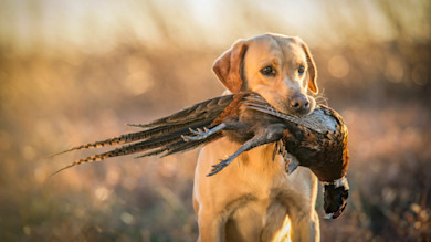Yellow Labrador retriever carrying a pheasant in its mouth in a sunlit field