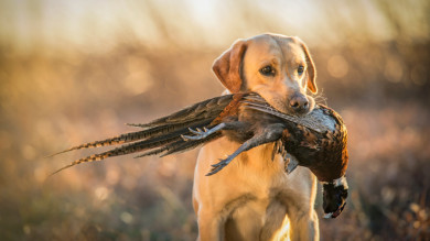 Tips for Your Puppy’s First Hunting Season
