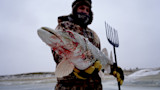 Hunter holding bloodied pike impaled on multi-prong spear on snowy shore