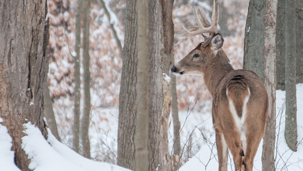 Whitetail buck with antlers standing among snowy trees, looking back