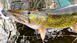 Pickerel held with lip gripper over shallow water, yellow-green patterned body dripping water and reeds