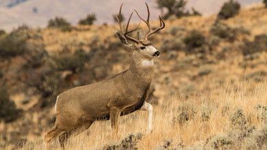 Buck with large antlers standing on a grassy sagebrush hillside