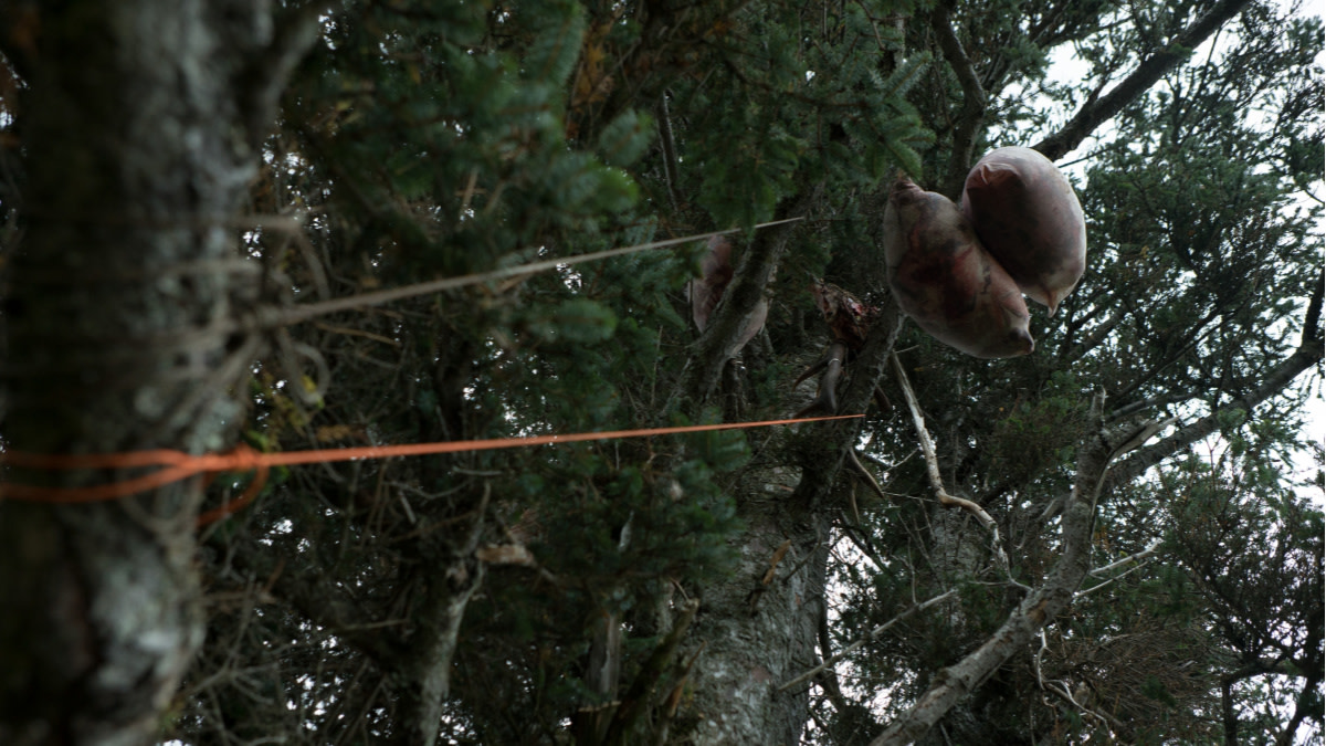 How to Stay Safe in Grizzly Country