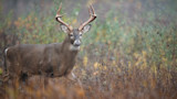 What To Do When Your Early Season Deer Plan Blows Up