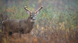 What To Do When Your Early Season Deer Plan Blows Up