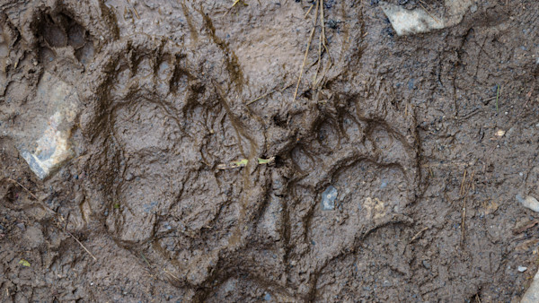 Cal’s Poaching Desk: Celebrity Poachers and Turtle Bootleggers