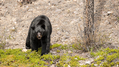 Black bear approaching on rocky slope with low green shrubs and a tree trunk