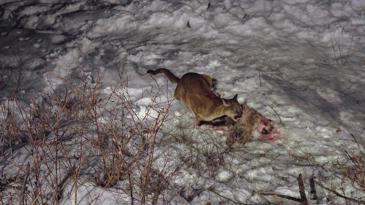 Photos: Adult Mountain Lions Cannibalize Cougar Kitten