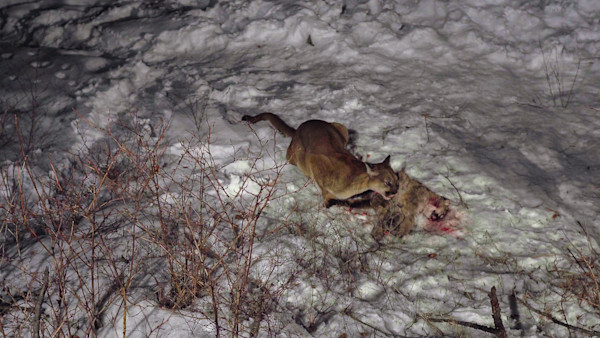 Photos: Adult Mountain Lions Cannibalize Cougar Kitten
