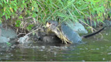 River otter biting snapping turtle at grassy stream bank